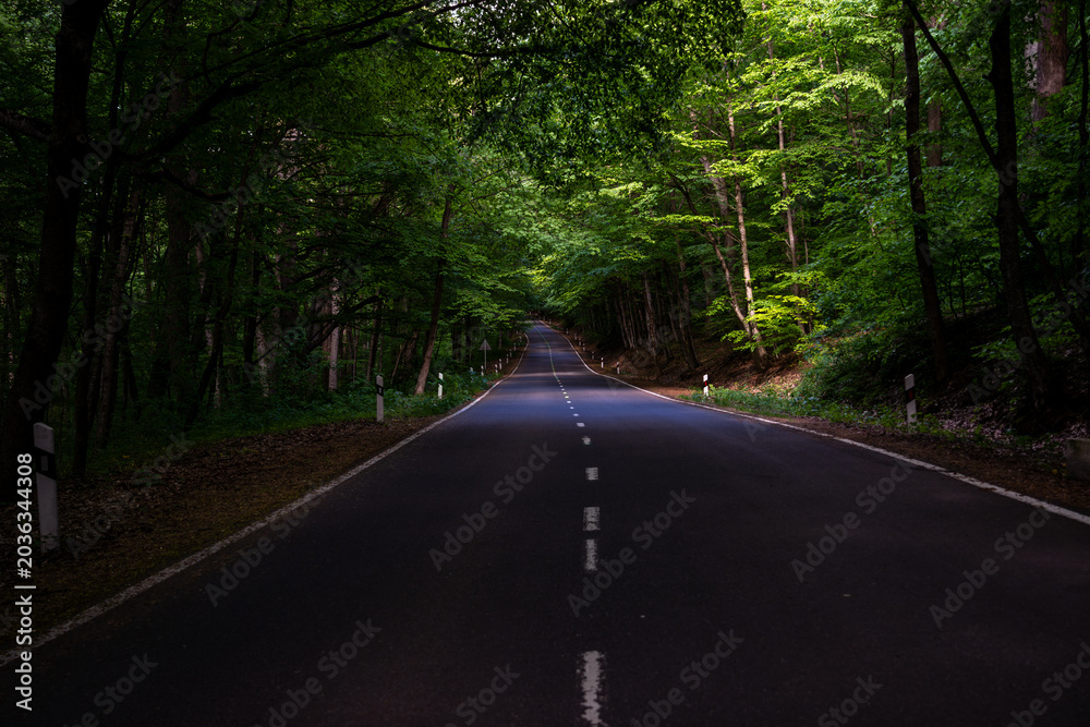 Obraz premium Curving asphalt road through lush green forest in soft natural daylight.