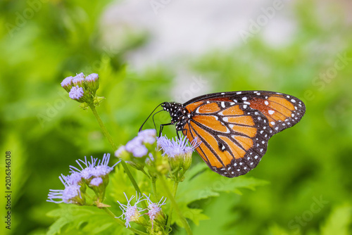Принти на полотні 03537-00605 Queen (Danaus gilippus) butterfly on Blue Mistflower (Conoclinium coelestinum) Kendall Co