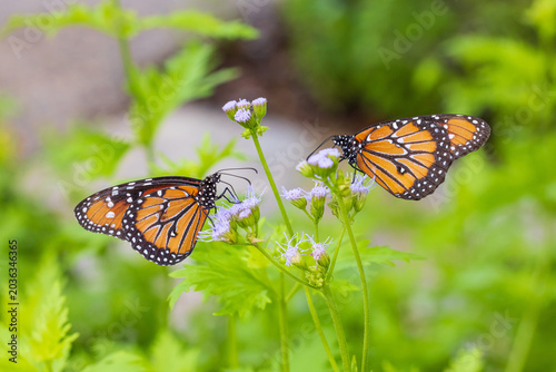 Принти на полотні 03537-00607 Queen (Danaus gilippus) butterflies on Blue Mistflower (Conoclinium coelestinum) Kendall Co