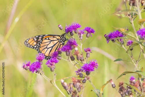 Foto 03536-06914 Monarch (Danaus plexippus) on Missouri Ironweed (Vernonia missurica) Marion Co
