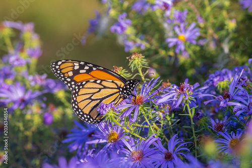Vászonkép 03536-07310 Monarch (Danaus plexippus) on Frikart's Aster (Aster frikartii) Marion Co
