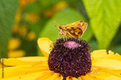 Bild auf Leinwand 03716-00320 Peck's Skipper (Polites peckius) on Black-eyed Susan (Rudbeckia hirta) Marion Co