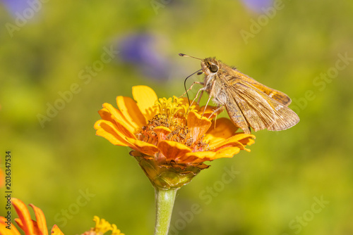 Bild auf Leinwand 03729-00510 Sachem skipper (Atalopedes campestris) female on Zinnia (Zinnia sp