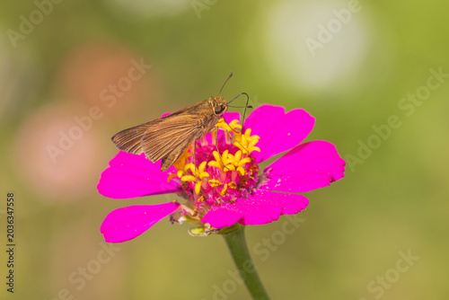 Canvastavla 03793-00219 Ocola Skipper (Panoquina ocola) on zinnia sp