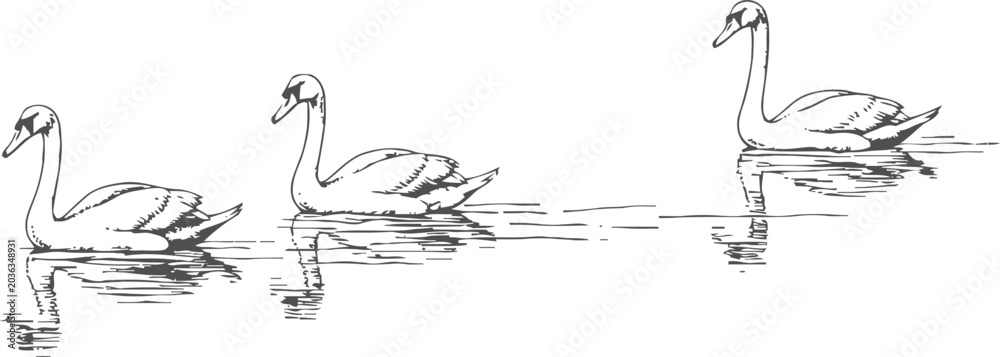 Obraz premium three swans swimming on water hand drawn black and white bird illustration