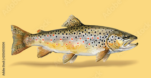 salmon fish isolated on white background