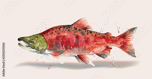 Sockeye salmon (Spawning stage). Vector illustration for artwork in small sizes. Suitable for graphic and packaging design, educational examples, web, etc.