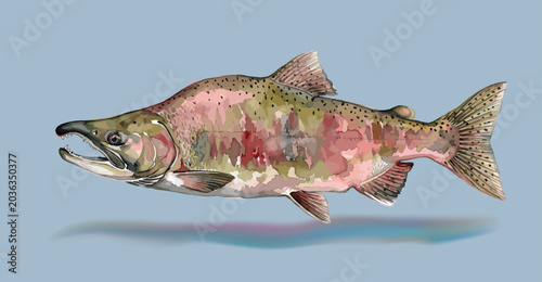 Sockeye salmon (Spawning stage). Vector illustration for artwork in small sizes. Suitable for graphic and packaging design, educational examples, web, etc.