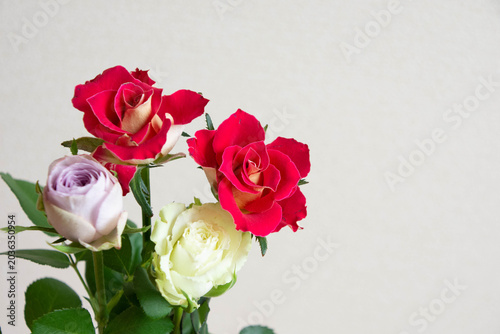 カラフルな薔薇