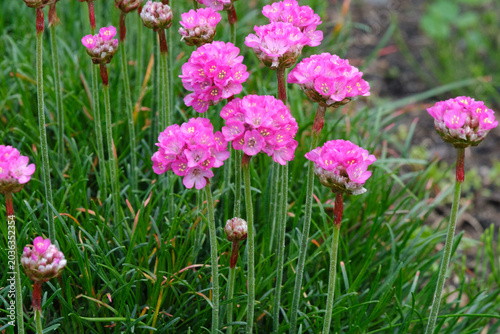 Vibrant pink Armeria maritima flowers (sea thrift) blooming in the garden. Springtime floral background, close-up