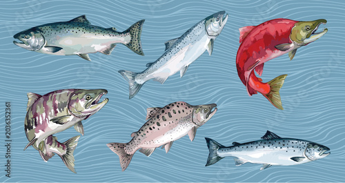 Photography Different types of salmon set collection, various domestic salmon cartoon, marine sea underwater animals fish, vector illustration, suitable for education poster infographic guide catalog, flat style