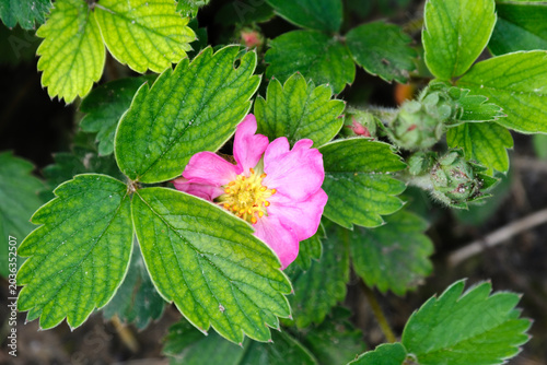 A pink fragaria virginiana flower is partially hidden behind leaves