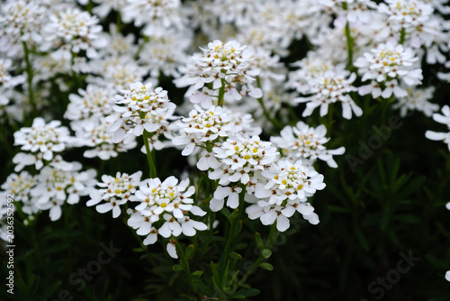 Iberis sempervirens flowers on stems