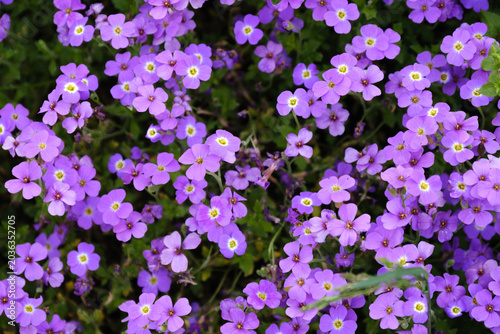 aubrieta cultorum flowers close-up