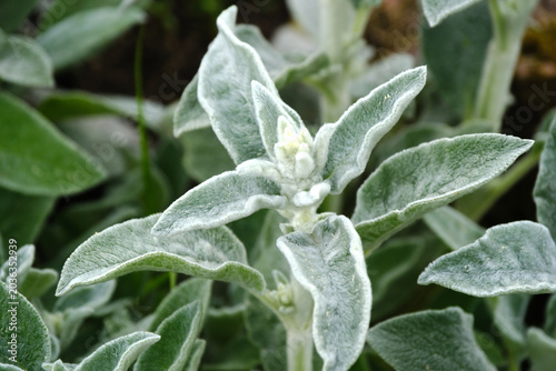 Stachys byzantina  leaves close-up