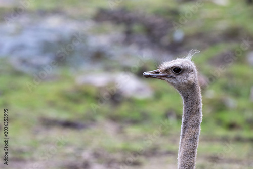 An ostrich is standing still and looking around in a green field with some background elements. The setting suggests the animal is in its natural habitat