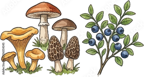 Wild Mushrooms and Fresh Blueberries Foraging Illustration Vector