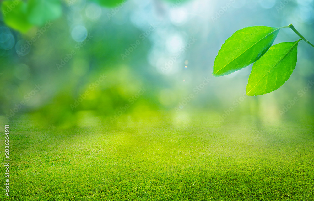 Obraz premium natural grass background with blurred bokeh and sun