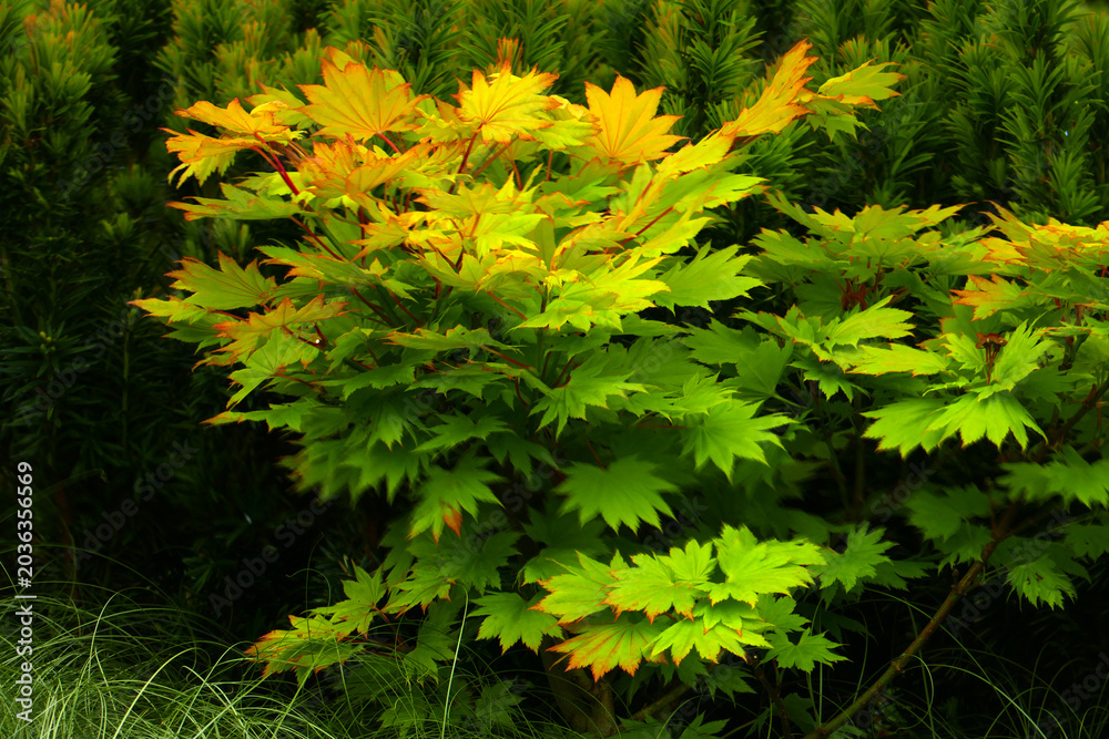 Fototapeta premium Japanischer Goldahorn (Acer shirasawanum)