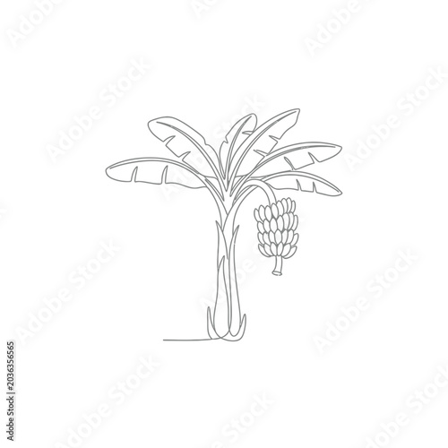 Continuous Line Drawing of a Banana Tree with Fruit Bunch, Minimalist Tropical Botanical Illustration