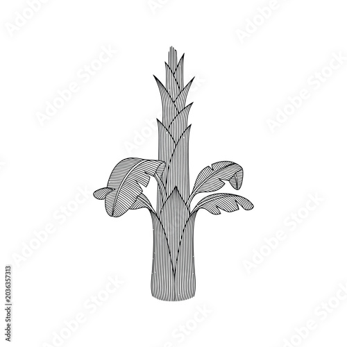 Stylized Minimalist Banana Tree Line Art Illustration, Modern Tropical Palm Vector Design Element isolated on White