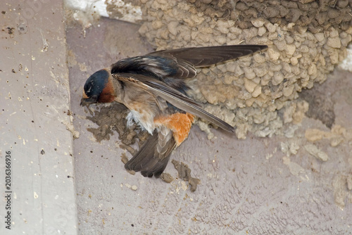 Cliff Swallow, Petrochelidon pyrrhonota, building a mud nest
