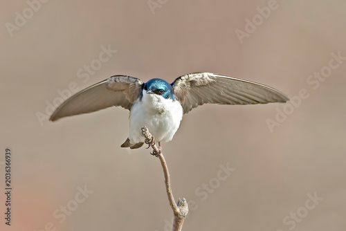 Male Tree Swallow, Tachycineta bicolor, wings spread on perch