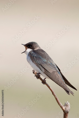 Female Tree Swallow, Tachycineta bicolor, calling from a perch