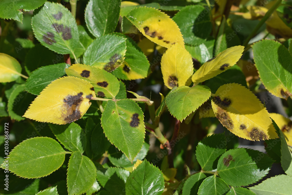 Obraz premium Rose leaves with symptoms of fungal disease. Black spot of rose, disease caused by Diplocarpon rosae fungus. Dense rose bush - disease spreads faster