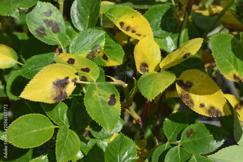 Tableau sur toile Rose leaves with symptoms of fungal disease