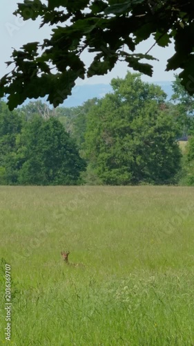 Roe deer-chevreuil d’Europe (Capreolus capreolus), Auvergne, France.