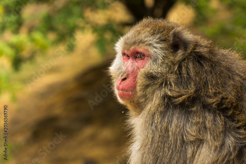 Fotografie japanese macaque close portrait with red face detail