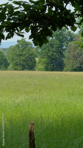 Roe deer-chevreuil d’Europe (Capreolus capreolus), Auvergne, France.