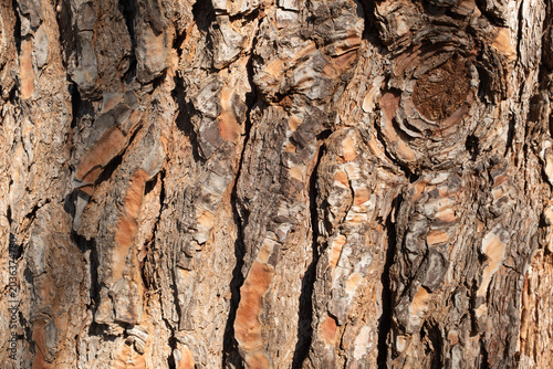 Tree bark texture close up, rough wood surface pattern, natural background, brown trunk detail, forest texture, organic material, copy space