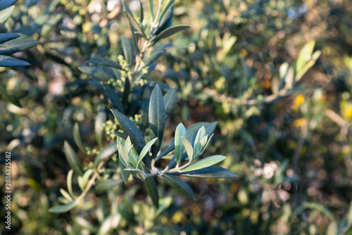 Olive tree blossoms on branch against blue sky, small flowers of olive plant close up, Mediterranean agriculture, spring bloom, botanical detail, copy space