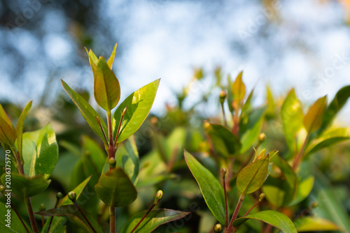 Young green leaves under blue sky in sunlight close up, fresh plant growth, spring foliage background, natural botanical detail, eco nature concept, soft bokeh, copy space