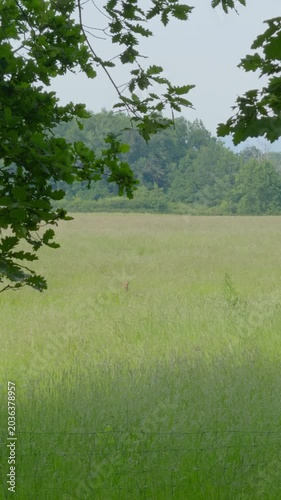 Roe deer-chevreuil d’Europe (Capreolus capreolus), Auvergne, France.
