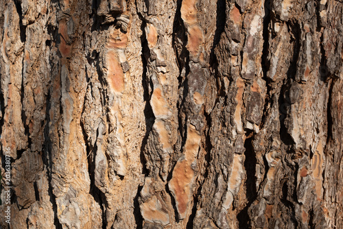 Tree bark texture close up, rough wood surface pattern, natural background, brown trunk detail, forest texture, organic material, copy space