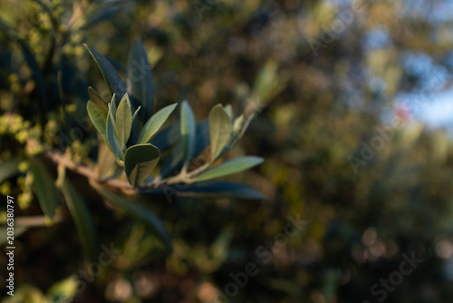 Olive tree blossoms on branch against blue sky, small flowers of olive plant close up, Mediterranean agriculture, spring bloom, botanical detail, copy space