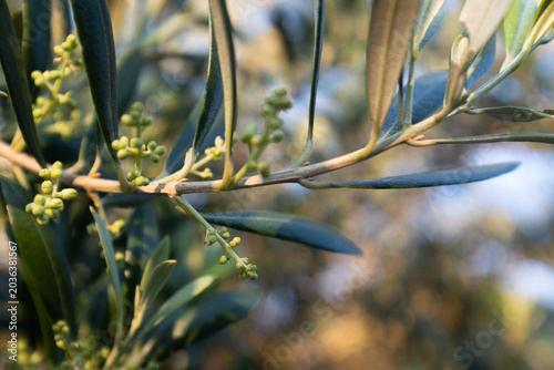 Olive tree blossoms on branch against blue sky, small flowers of olive plant close up, Mediterranean agriculture, spring bloom, botanical detail, copy space