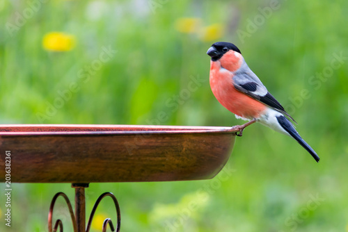 A bullfinch on a feeder is a species of songbird from the finch family.