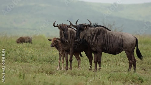 Small wildebeest family with a young calf standing together in the open African savanna, surrounded by dry grass and warm sunlight, capturing a peaceful wildlife moment in nature.
