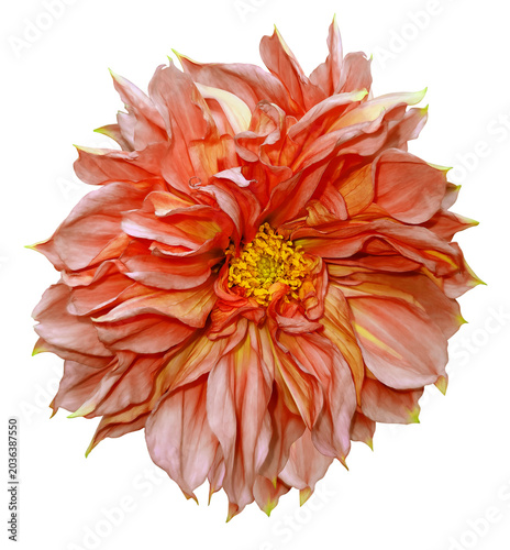 Dahlia  flower  on   isolated background with clipping path. Closeup. For design. Transparent background	