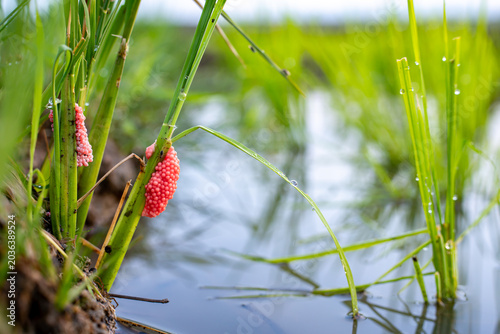 Bright pink cluster of golden apple snail eggs attached to a green rice stalk in a flooded paddy field, representing agricultural pests and lifecycle in tropical farming ecosystems.