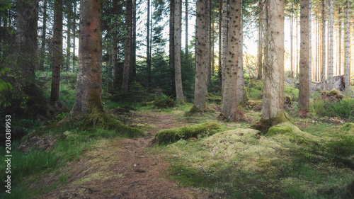 Last Light at the magical woodland of Bakethin Nature Reserve, Kielder Forest, Northumberland May 2026