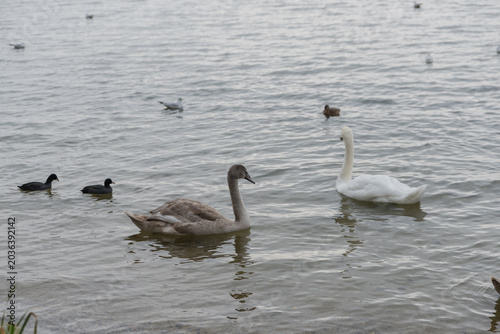 Photography A white swan and a young brown cygnet swim together in a calm lake