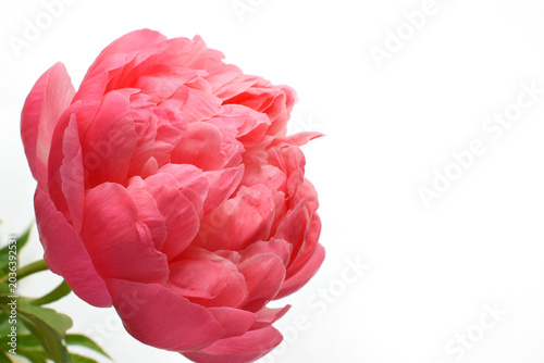 Tableau sur toile A beautiful coral peony in full bloom, close-up, against a white background