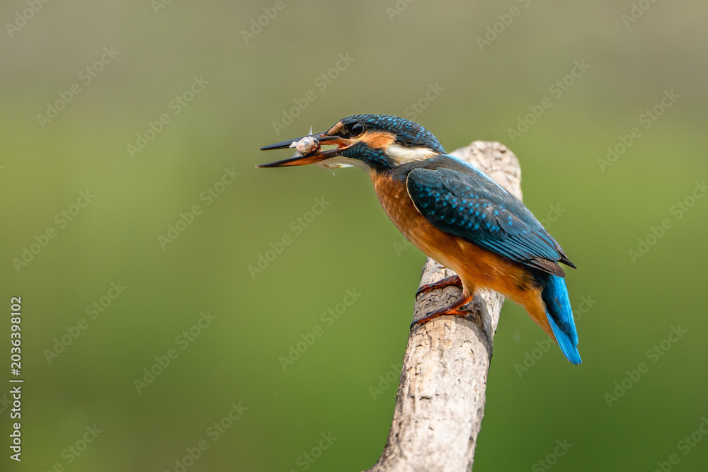 Fototapeta premium Kingfisher.
