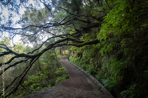 Levadas trail walk in the mountains of Madeira, Portugal