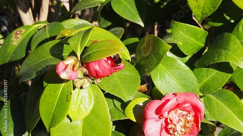 Macro of a bumblebee crawling inside a red Camellia japonica flower bud